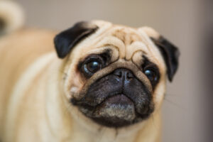 Raças Braquicefálicas - Pug