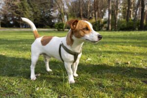 Raças Caninas Brasileiras: Cachorro da raça Terrier Brasileiro.