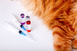 A importância da vacinação em pets.