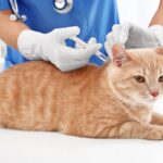 Importância da Vacinação em Pets.