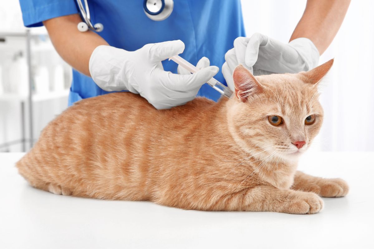 Importância da Vacinação em Pets.