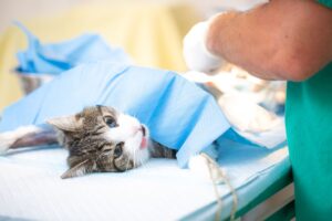 Castração Felina: Gata na mesa de cirurgia, sendo castrada por um veterinário.