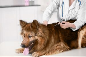 Veterinário vacinando cachorro.