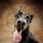 Cães Maiores são mais Agressivos?