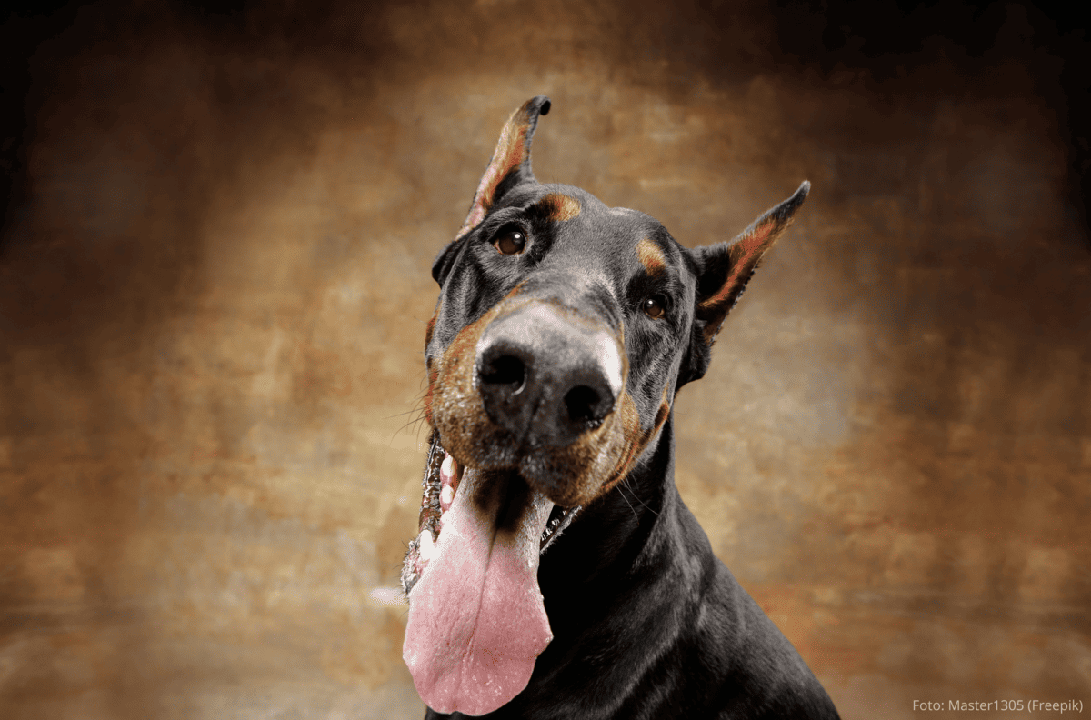 Cães Maiores são mais Agressivos?