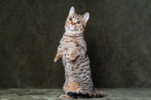 Gato Munchkin