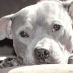 Pitbull é Naturalmente Agressivo: Mito ou Verdade?