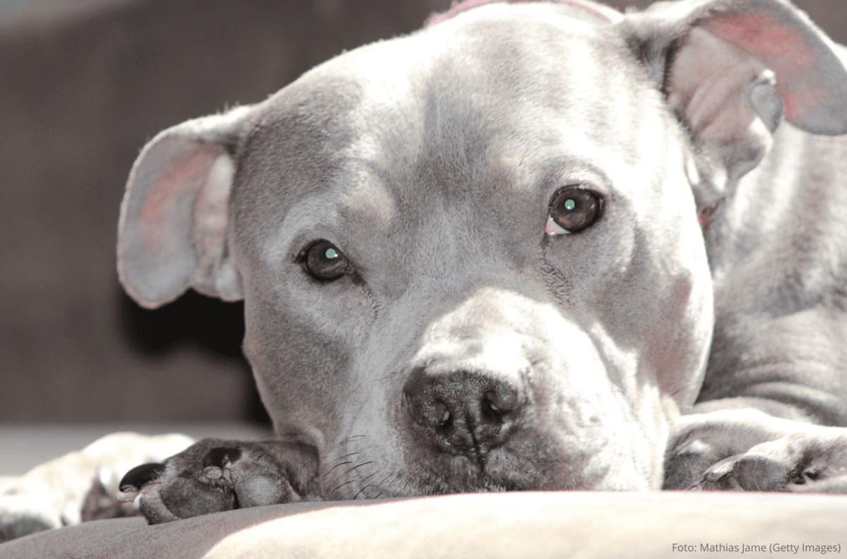 Pitbull é Naturalmente Agressivo: Mito ou Verdade?