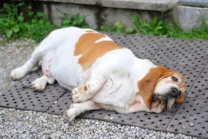 Pets Castrados Engordam? - Basset Hound obeso deitado no chão.