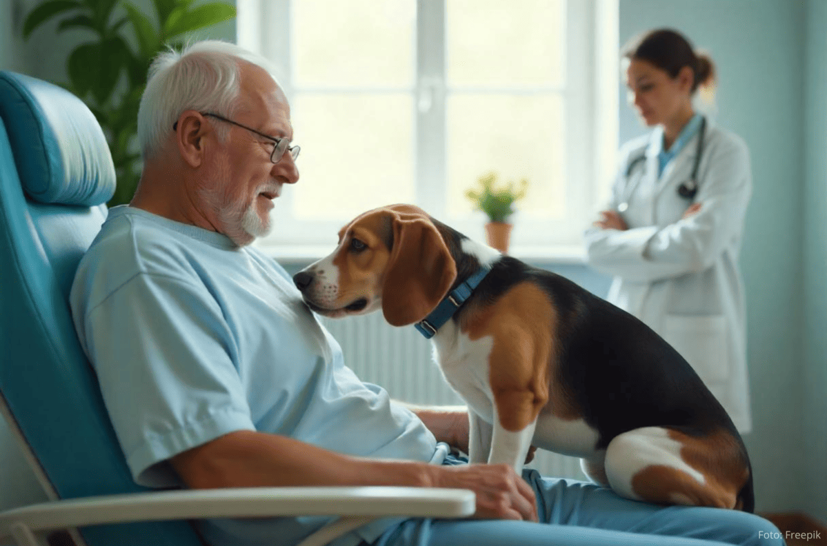 Cães Detectam Doenças pelo Olfato: Beagle farejando doença.