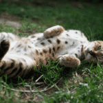 Cio em Gatas e Cadelas: O Que Fazer?