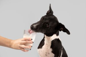 Cachorro bebendo leite de um copo.