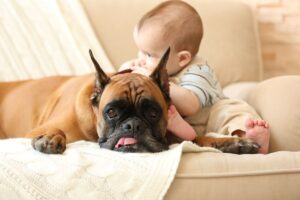 Cachorro Boxer deitado no sofá ao lado de um bebê.
