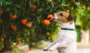 Frutas Perigosas para Cães e Gatos: Cachorro cheirando pé de laranjas.