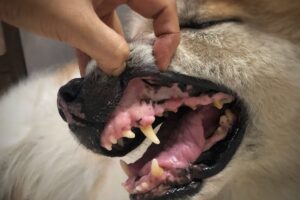 Cachorro com problema dentário.