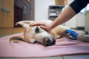 Cachorro doente deitado no chão do hospital.