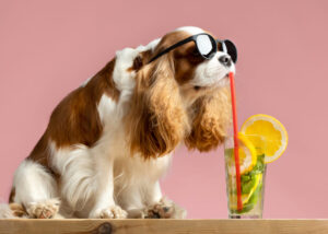 Cachorro de óculos escuros, com canudo na boca, como se estivesse bebendo suco.