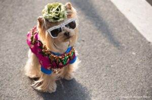 Cachorro fantasiado para o Carnaval.