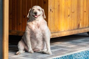 Cachorro idoso, acima do peso, sentado.