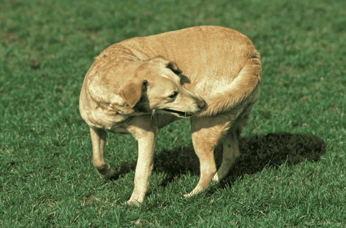 Cachorro Correndo Atrás do Próprio Rabo.