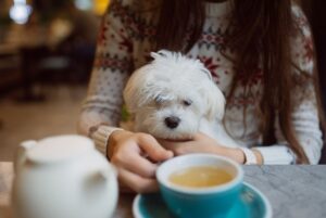Cachorro sentado no colo da dona, olhando a xícara de café na mesa.