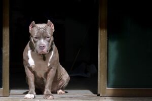 Cães Maiores São Mais Agressivos: Cachorro da Raça Pitbull.