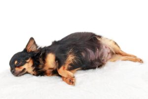 Gestação de Gatas e Cadelas: Chihuahua grávida.