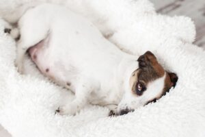 Cadela grávida aconchegante em sua cama.