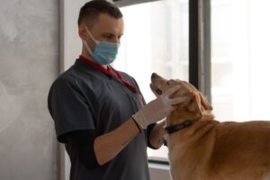 Veterinário examinando cachorro caramelo.