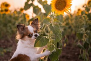 Chiuaua e um girassol, planta pet friendly.