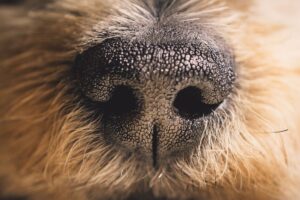 Close up do focinho de um cachorro.