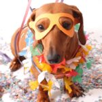 Carnaval com Pets: Diversão com Segurança.