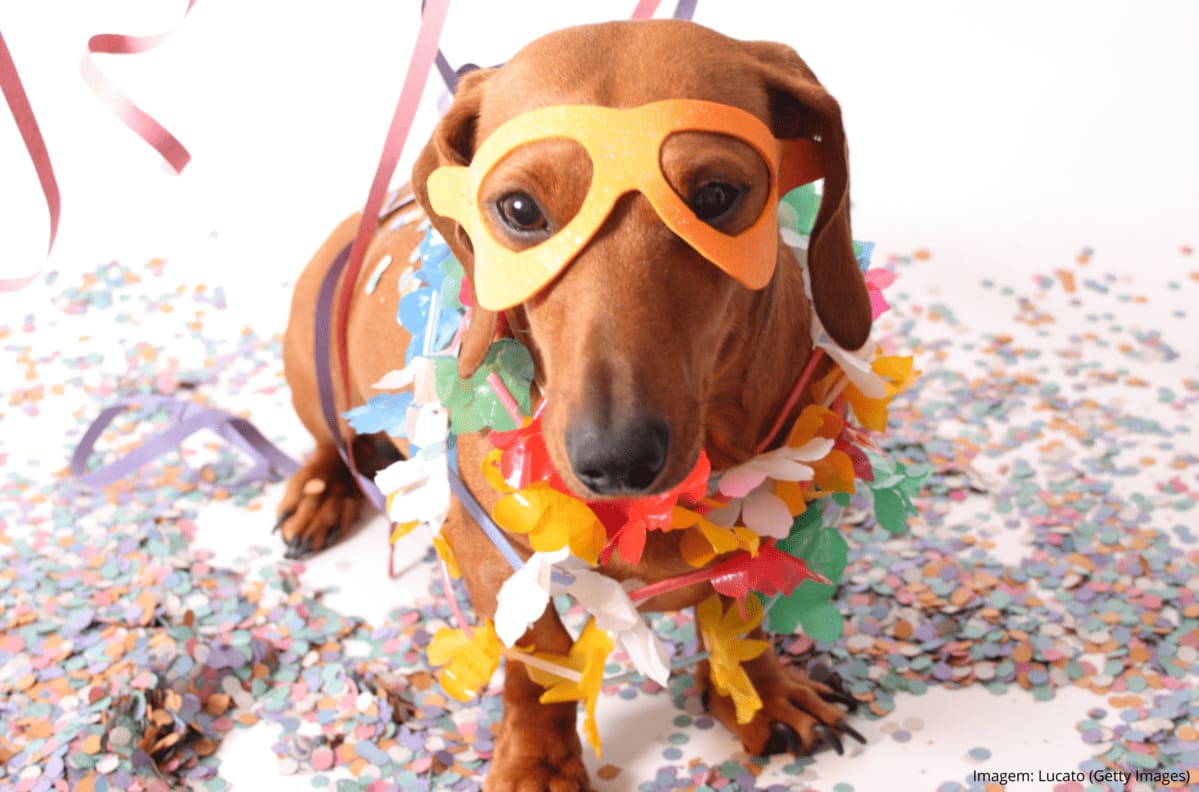 Carnaval com Pets: Diversão com Segurança.