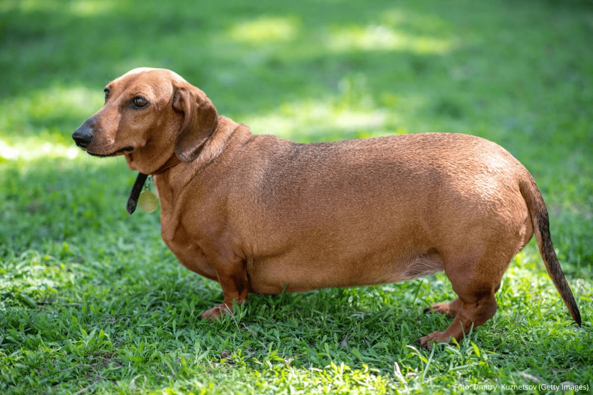 Pets Castrados Engordam? O Que Você Precisa Saber!