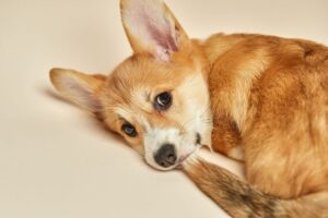 Filhote de cachorro mordendo o próprio rabo.