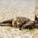 Gestação de Gatas e Cadelas: Gata grávida deitada no chão.