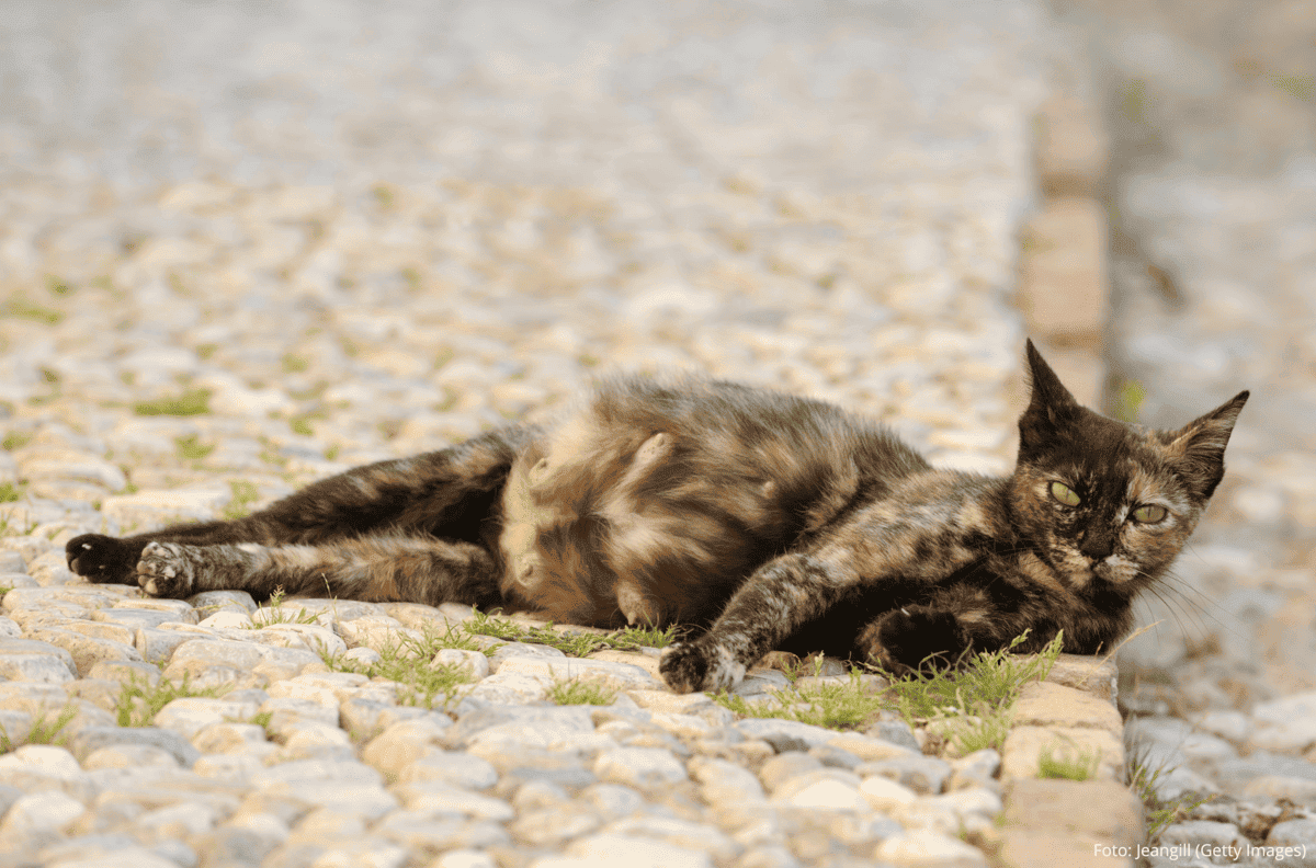 Gestação de Gatas e Cadelas: Gata grávida deitada no chão.