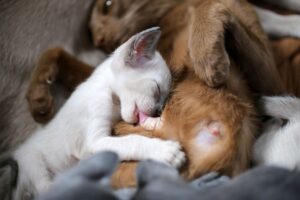 Gatinho mamando na mãe.