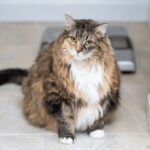 Pet Acima do Peso: O Que Fazer?