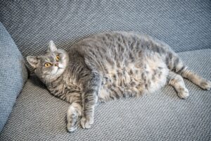 Gato acima do peso deitado no sofá.