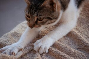 Gato amassando pãozinho em cobertor.