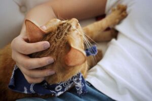 Gato amassando pãozinho em uma pessoa.