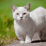 Gato Anão: Conheça a Raça Munchkin.