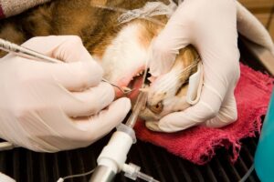 Gato anestesiado para limpeza de dentes.