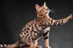 Gato Bengal levantando a pata.