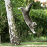 Gatos Sempre Caem de Pé? Verdade ou Mito?