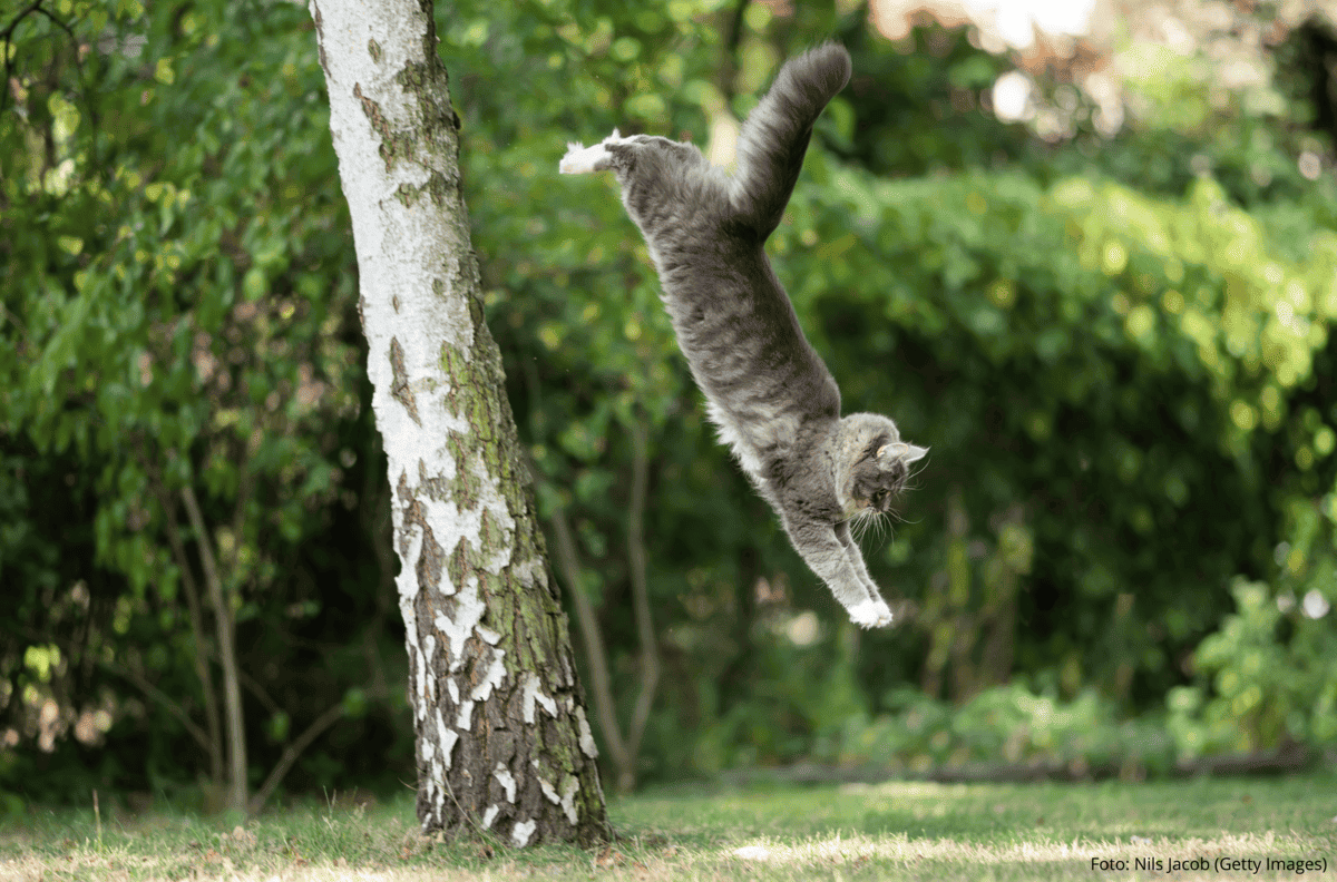 Gatos Sempre Caem de Pé? Verdade ou Mito?