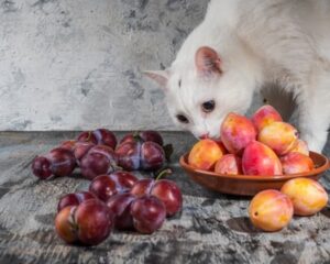Gato cheirando ameixas.