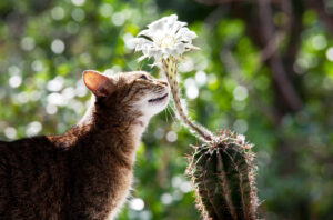 Gato cheirando cacto com flor.