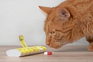 Gato cheirando caixa de cápsula aberta.